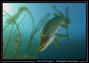 My good friend Mister Pike... ;O)... by Michel Lonfat 